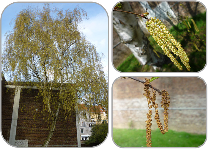 Le Bouleau (Betula Spp.) | AirAllergy.be